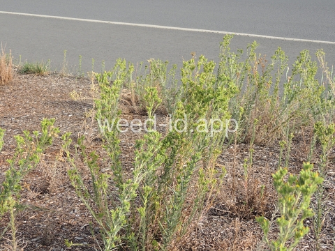 tarweed, cluster